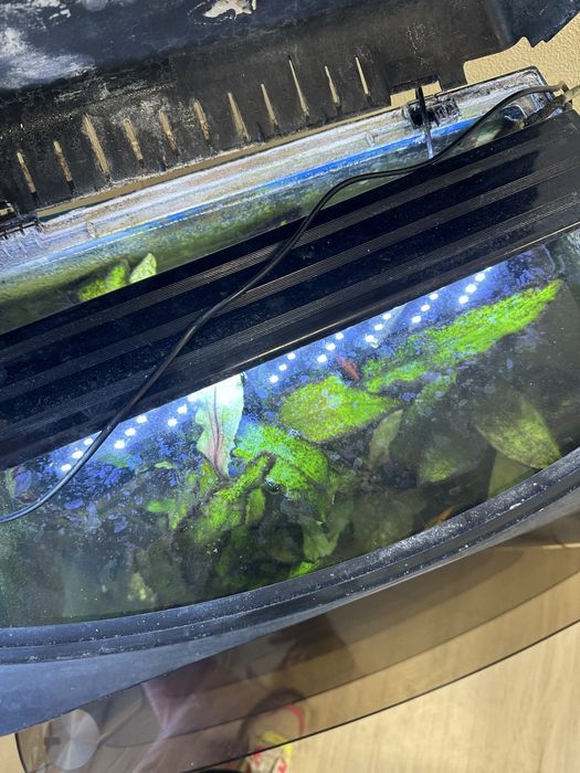 Акваріум з рибами