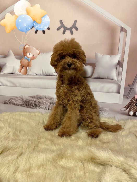 Нереально гарний хлопчик мальтіпу! Мальтипу