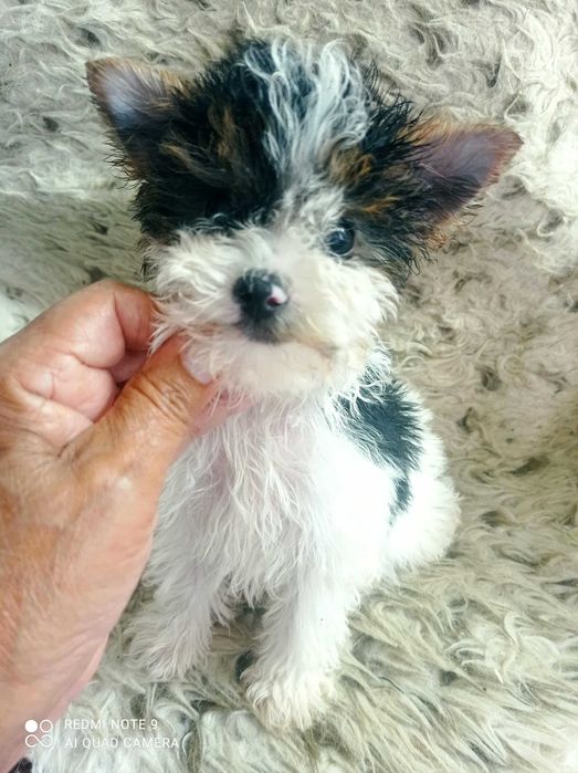 Menino Biewer Terrier de Top