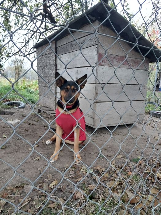 Oddam za darmo ze schroniska młodą  suczke po sterylizacji