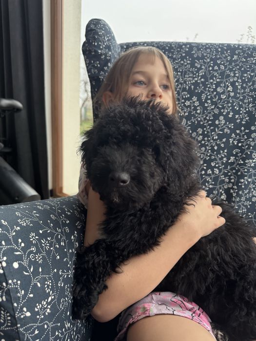 Hiszpański Pies Dowodny dziewczynka suczka ZKwP FCI