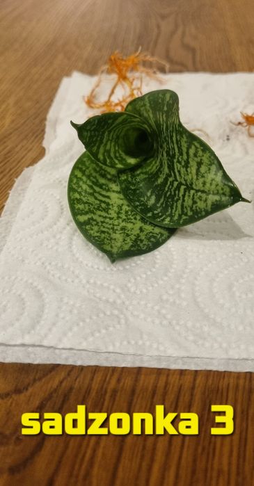 Sansevieria sadzonka 3