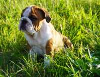 Buldog Angielski samiec FCI
