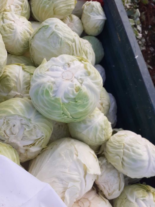 Kapusta kamienna głowa do kiszenia  szatkowana