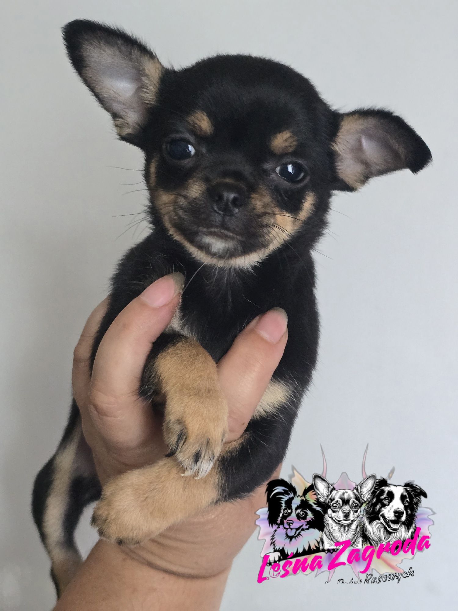 Chihuahua sprzedam