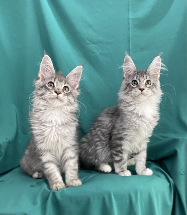 Кошенята мейн кун