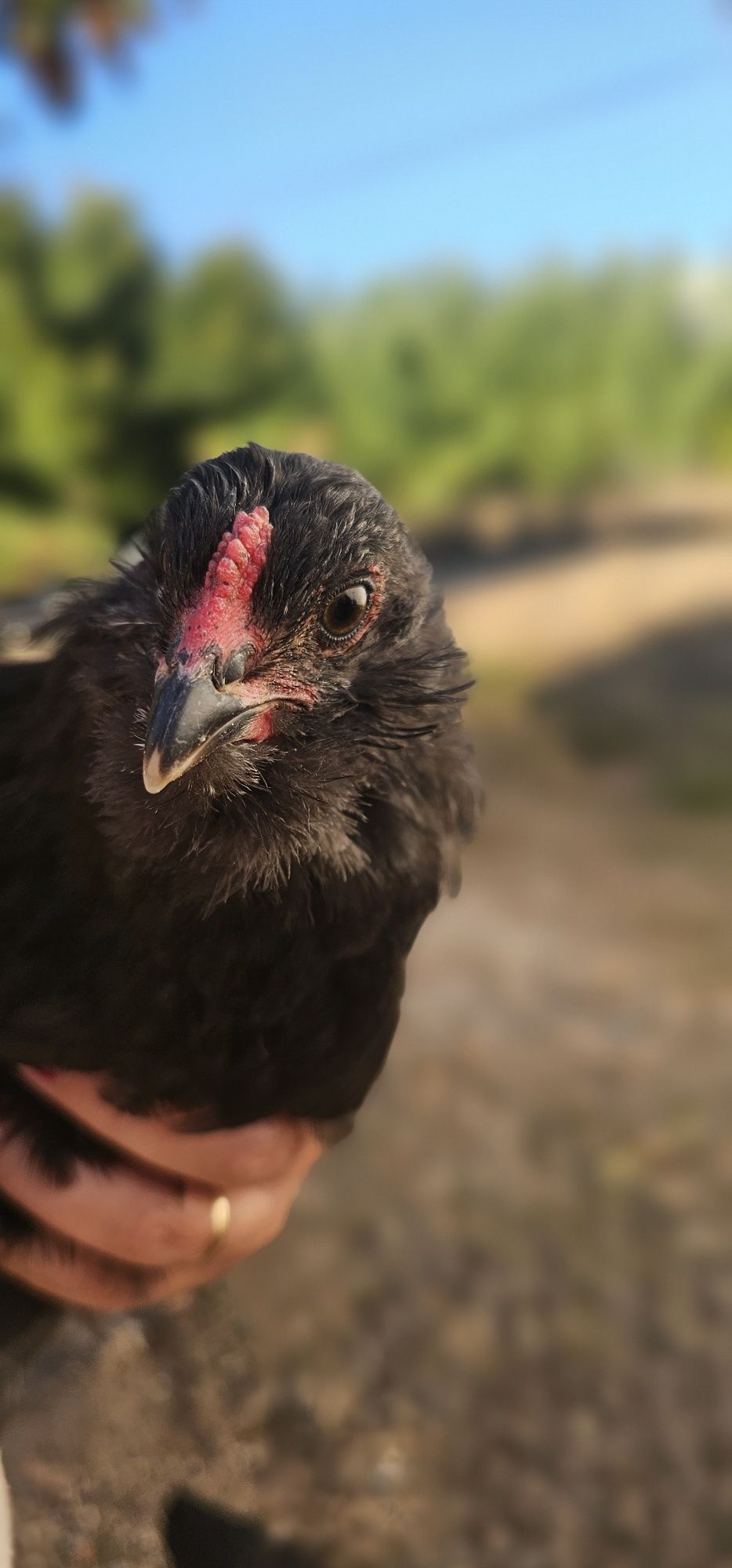 Galo Araucana jovem