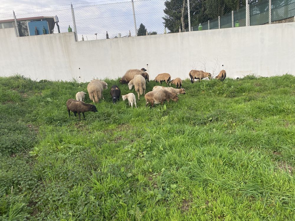 Tenho para venda  ovelhas