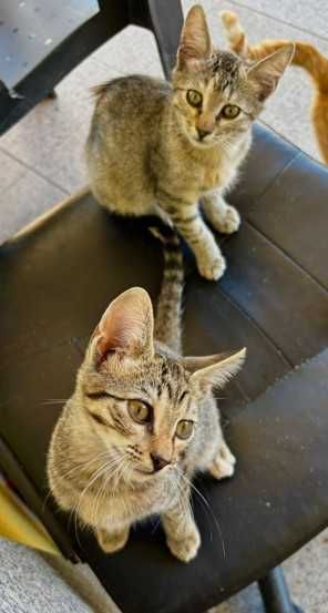 Dão-se Gatas 2 meses