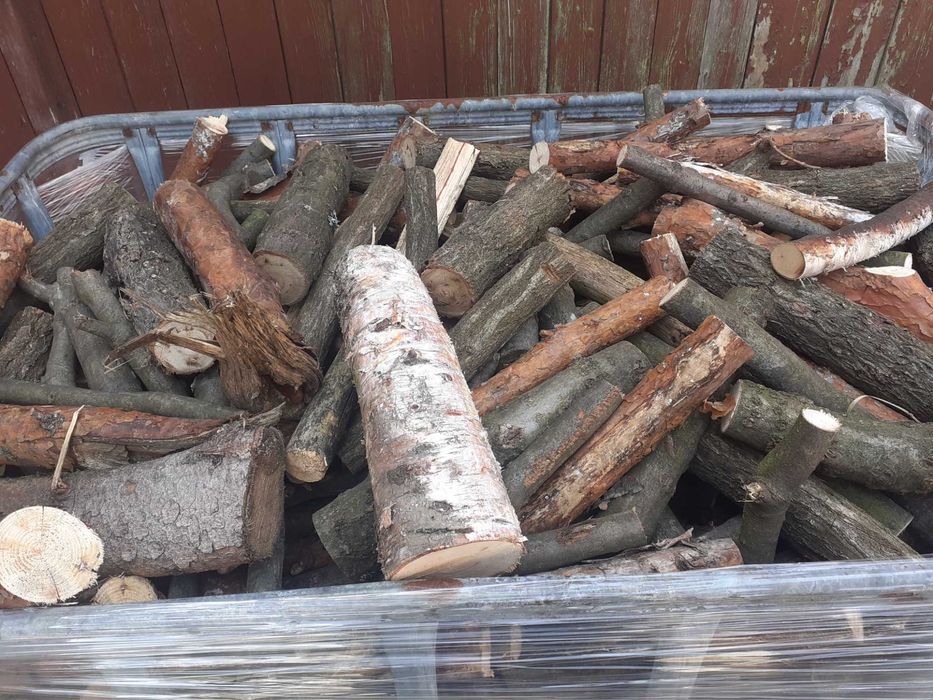 Gałęziówka dab brzoza akacja buk