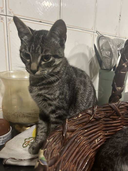 gatinhos para adocao