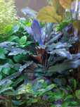 Bardzo ciekawa odmiana Cryptocoryne