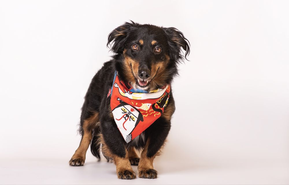 Mosek bardzo chciałby mieć już swojego człowieka