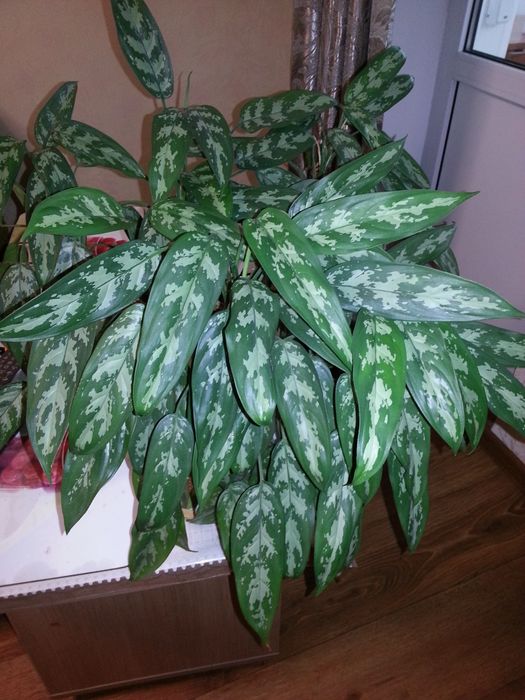 Аглаонема         Аглаонема