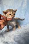Devon rex piekna dziewczynka