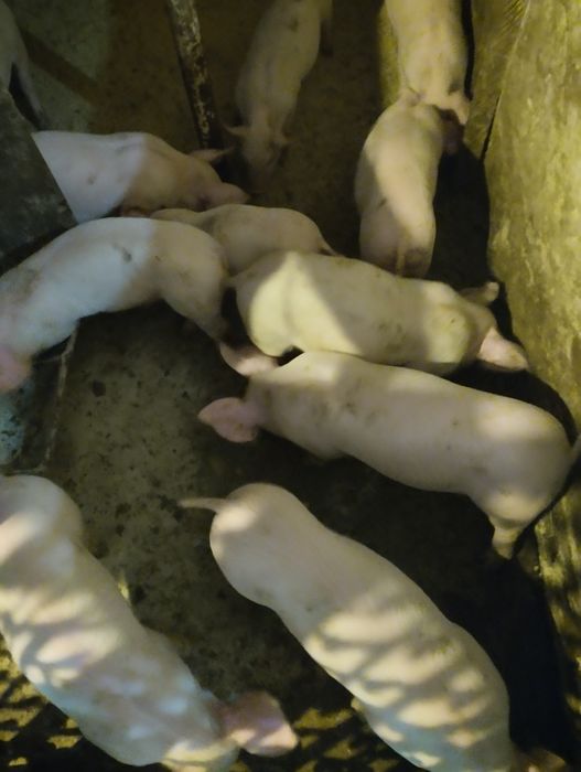 Продам поросят м'ясної породи.