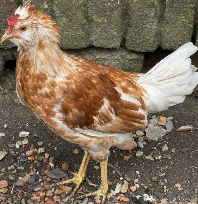 Na sprzedaz mlode kurki i koguty