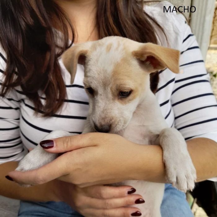 Cães para adoção