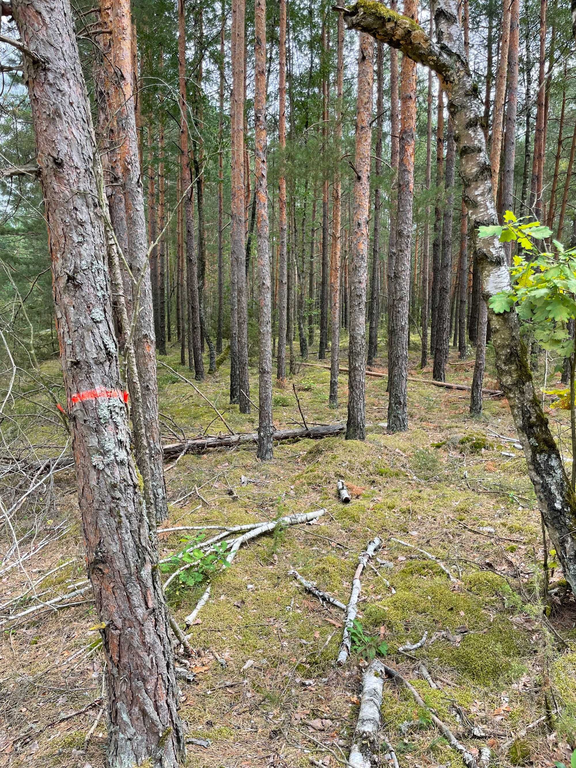 Działka Leśna w Kożynie 1,24 h Idealna pod Opał lub Inne Zastosowania