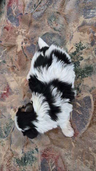 Mini Yorczki zarejestrowana hodowla