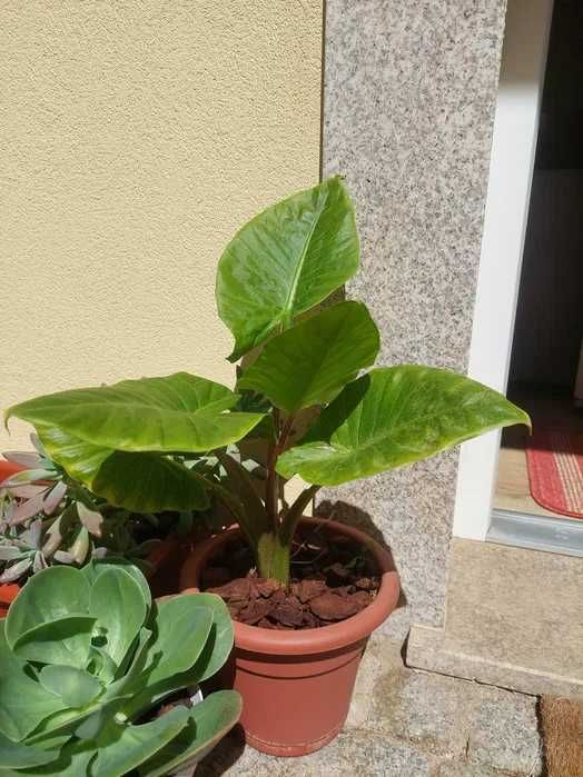 [Planta] Alocasia brisbanensis