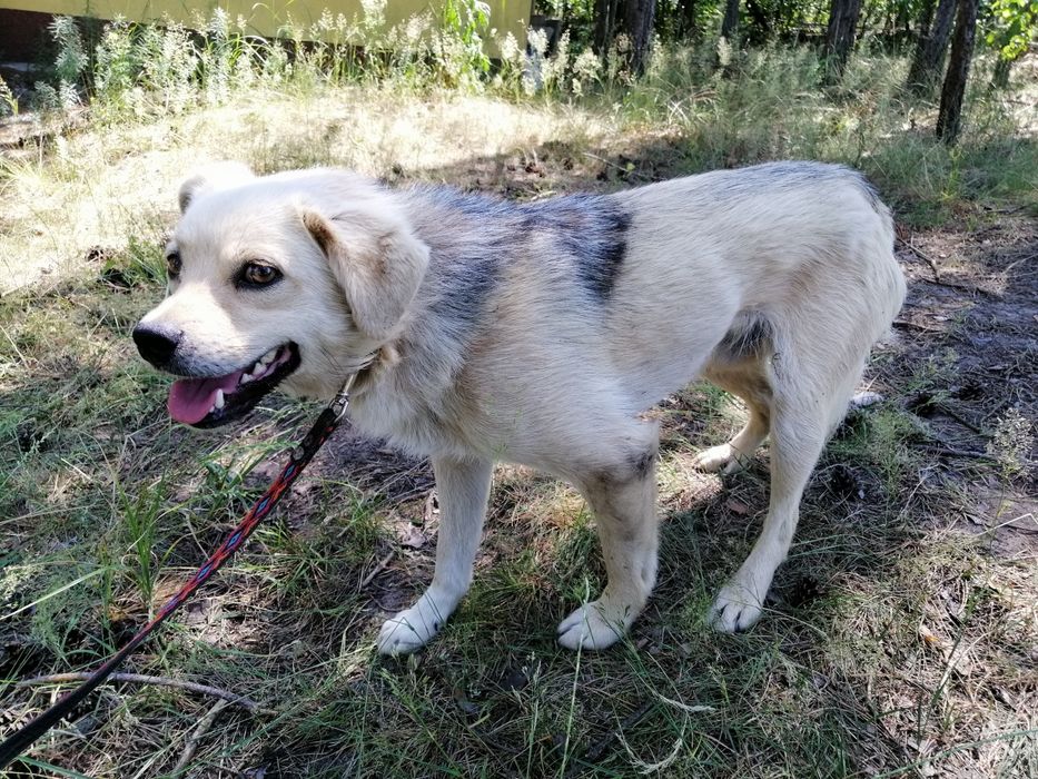 ŻUREK młody spokojny piesek poleca się do adopcji