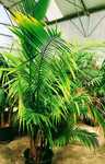 Palmeiras majestosas, Ravenea rivularis,
