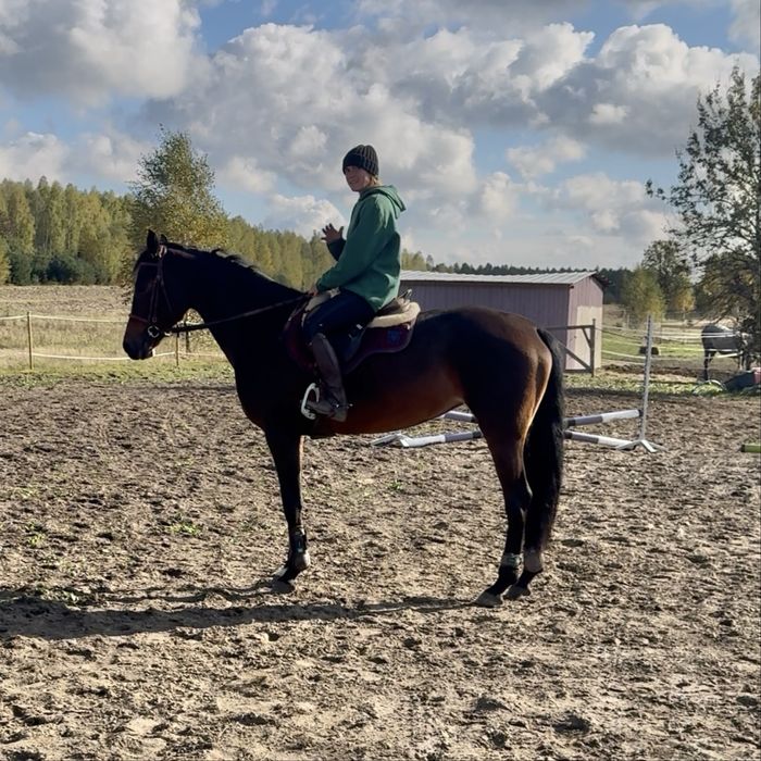 Klacz prospekt sportowy wkkw skoki