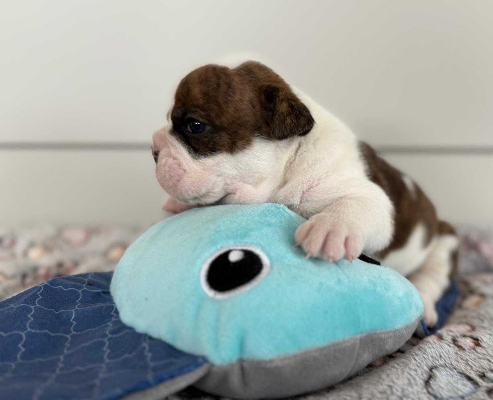 Buldog angielski sunia
