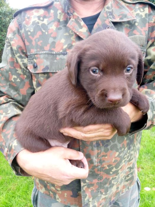 Labrador Retriever