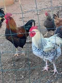 Ovos Galinha galados