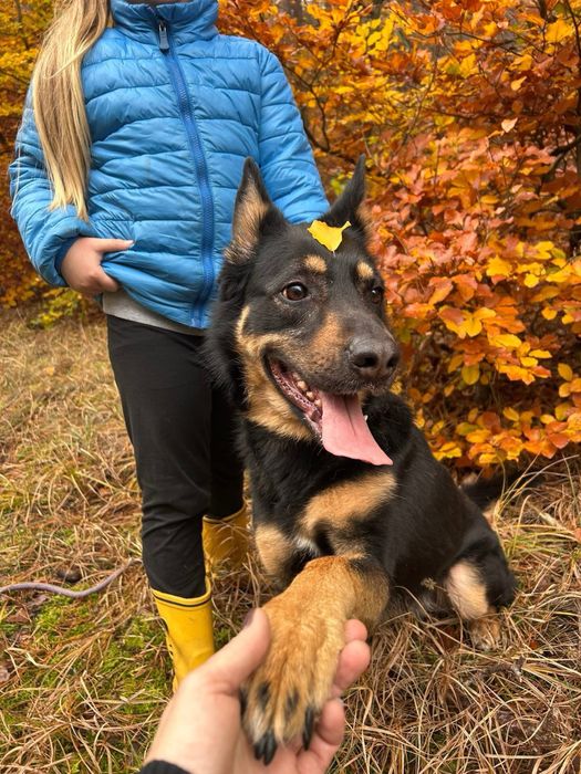 Mikita szuka domku, wróciła do pełnego zdrowia i jest gotowa do adopcj