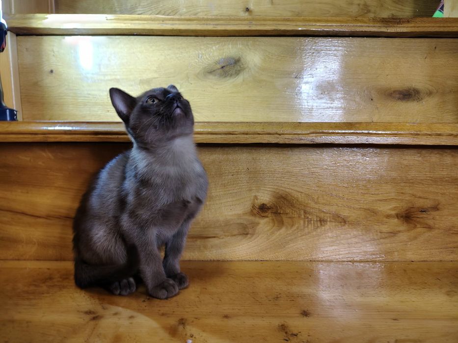 Бурма Европейская дівчата