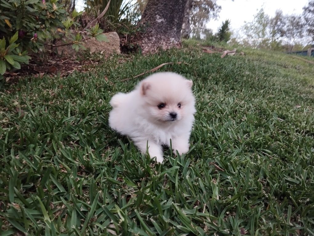 Spitz macho muito bonito