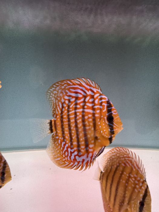 Peixes DISCUS saudáveis