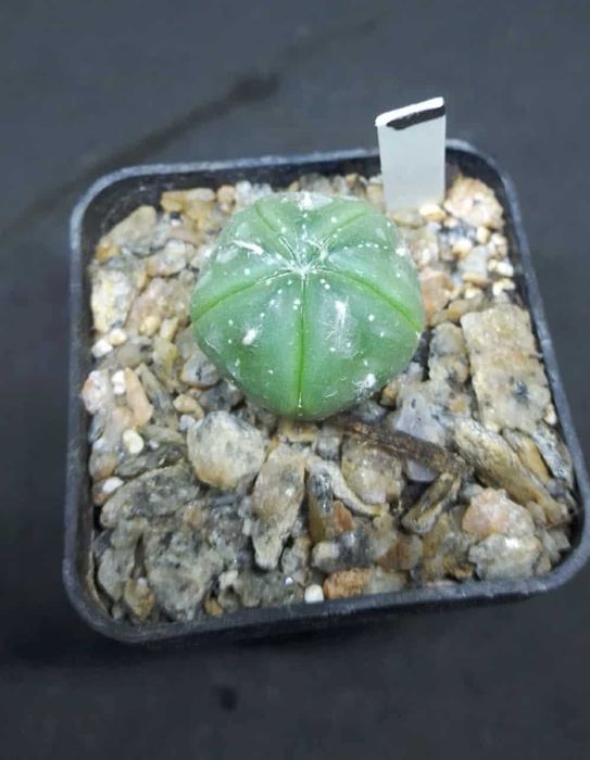 Пропоную екзотичні рослини