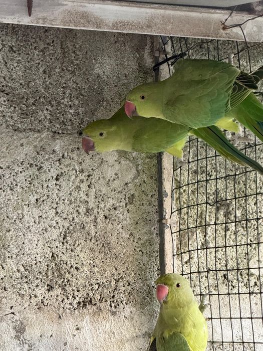 Pássaro Ringneck
