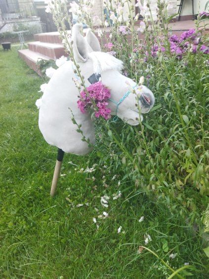 Hobby horse ASK Gwiazdka gratisy!