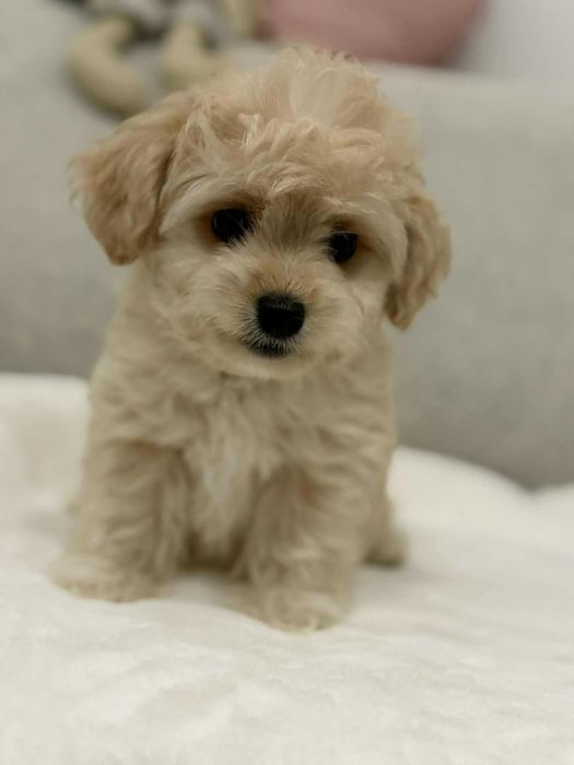 Maltipoo malutki piesek kolor Karmelowy