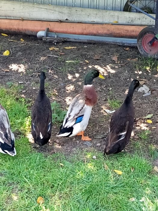Kaczki biegusy 4kaczory
