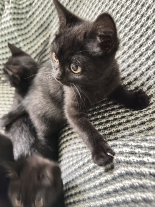 Породисті милі кошенята