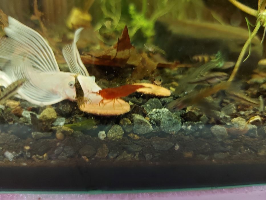 Krewetki czyściciele do akwarium pakiet 10sztuk