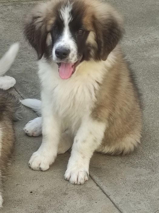 Цуценя московської сторожової