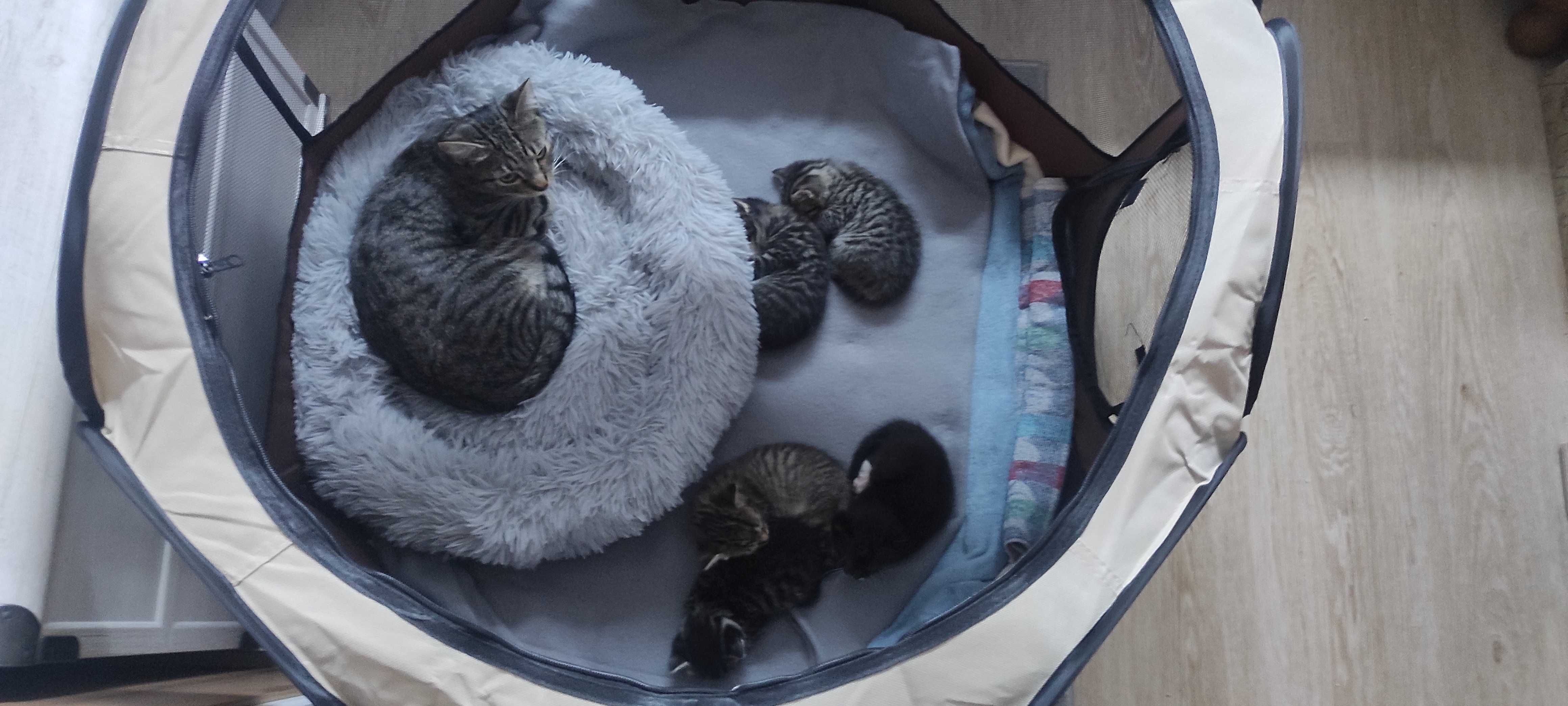 Kotki do adopcji