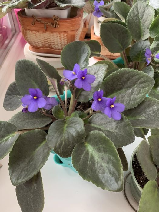 Бегония, фиалка, сансевиерия, хлорофитум, фикус и др.