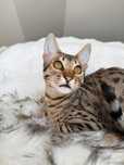 Samiec Savannah F6