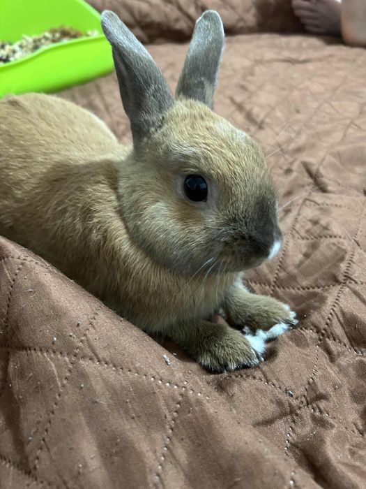 Oddam królika domowego w dobre ręce