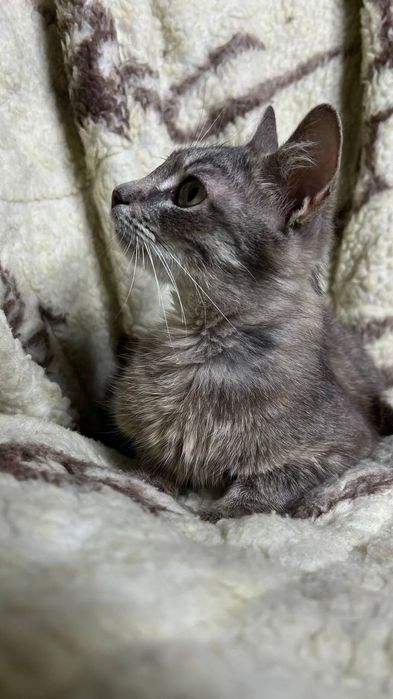 Віддам _ Міла в гарні ручки_ кошеня_ кішки