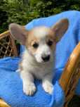 Samiec Welsh Corgi Pembroke