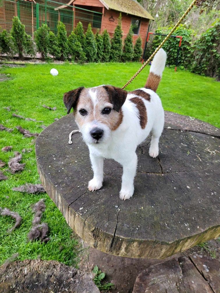 Samiec Fall in love - Jack Russell Terrier